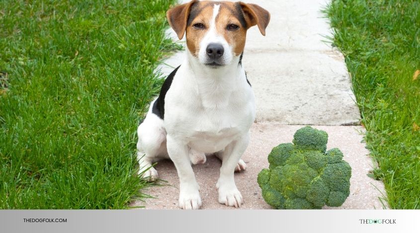 Diets Bad For Dogs