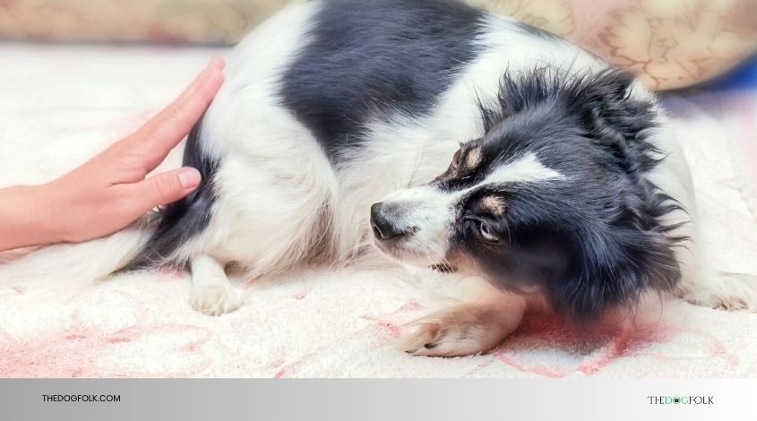 can dogs die from anxiety attacks