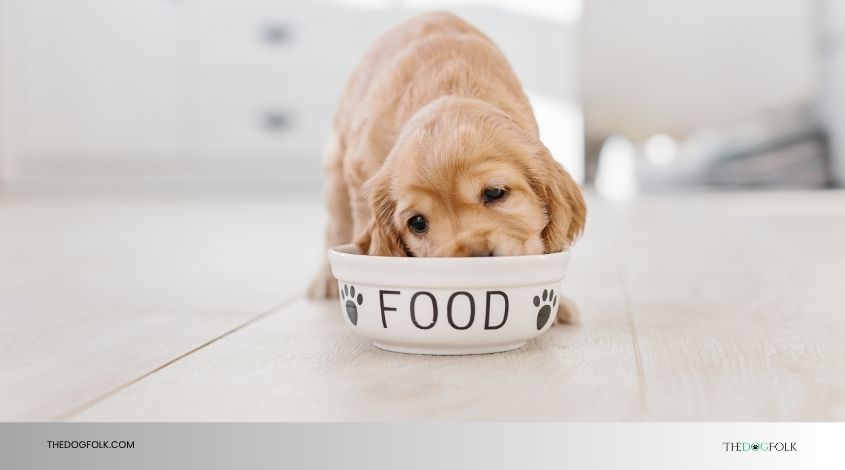 can puppies eat adult dog food