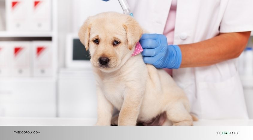 do dogs need a leptospirosis vaccine