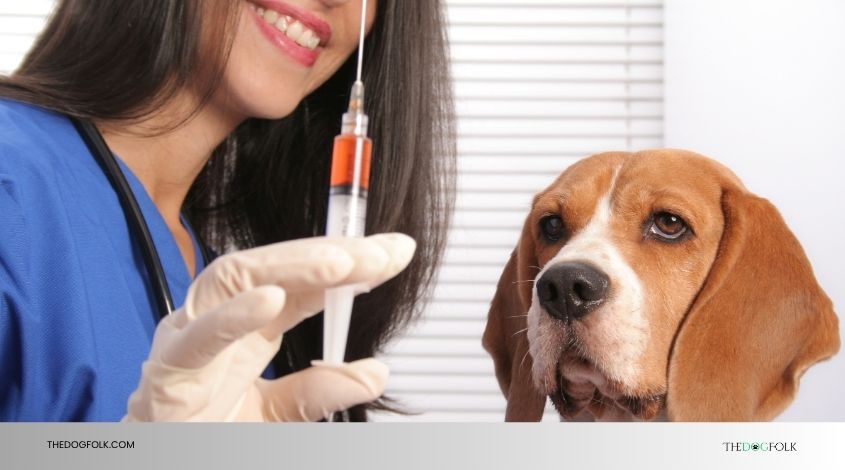 do dogs need bordetella vaccine