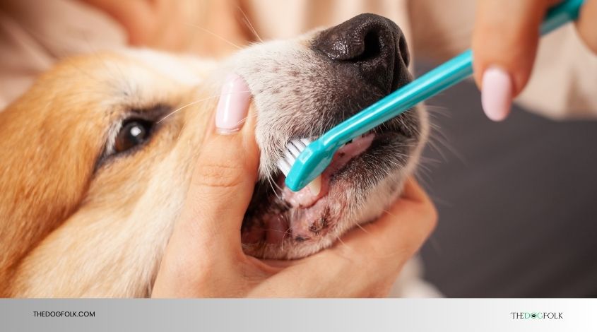 do dogs need dental cleaning