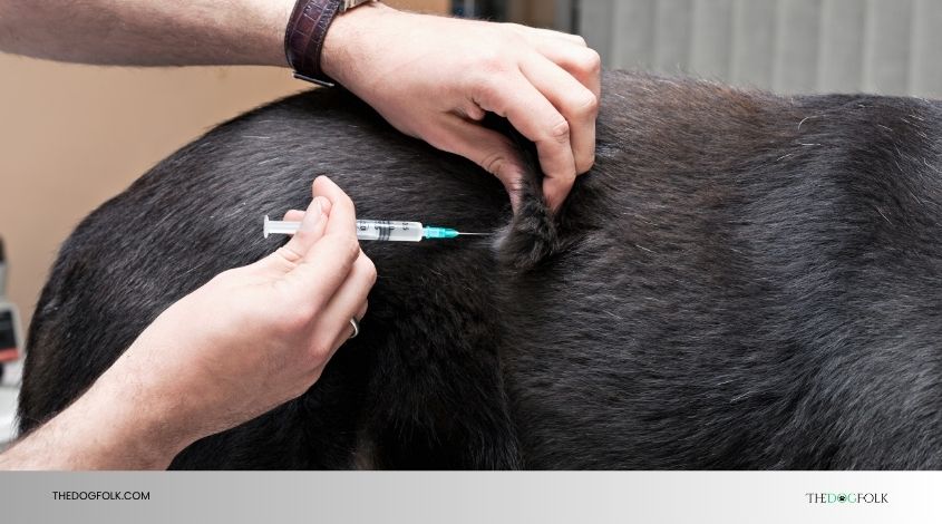 do dogs need lyme vaccine