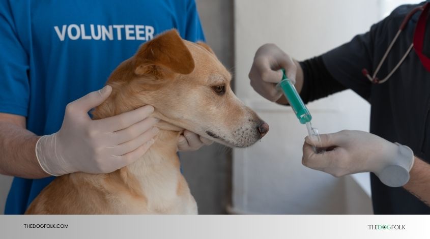 do dogs need rabies vaccine every year