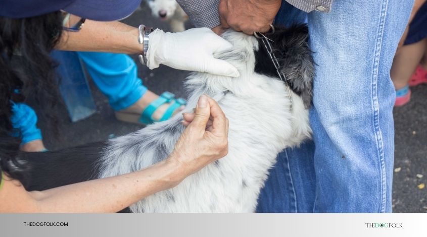 do-it-yourself dog vaccinations tractor supply
