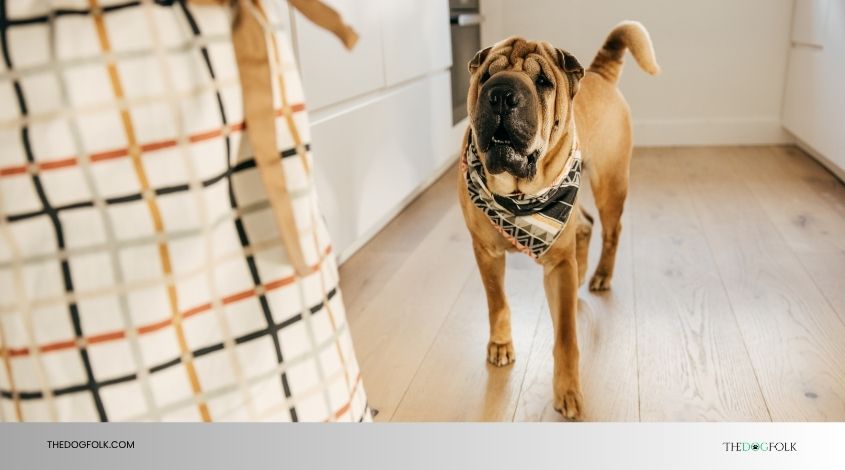 does getting another dog help with separation anxiety