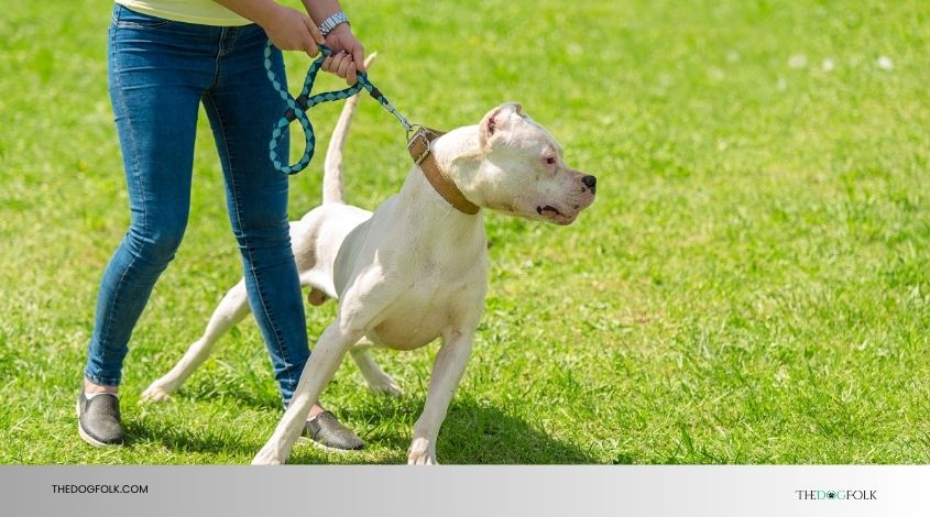 dog-featured-1