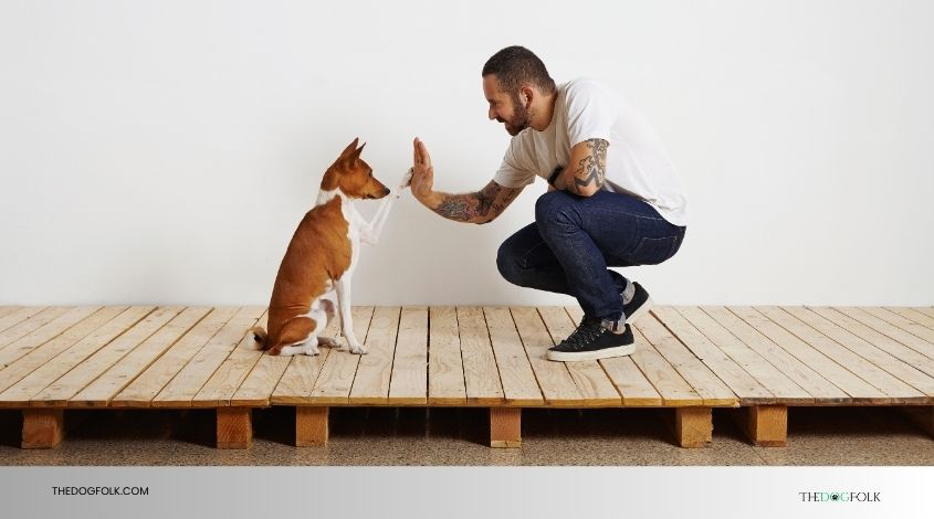 dog-featured-2