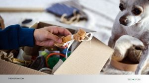 Image showcasing How Can I Tip My Groomer? - groomit.me