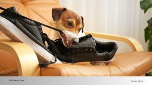 How Much Should You Tip Dog Groomer? A Tipping Guide - TheDogFolk