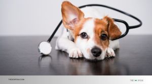 How Much Should You Tip Dog Groomer? A Tipping Guide - TheDogFolk