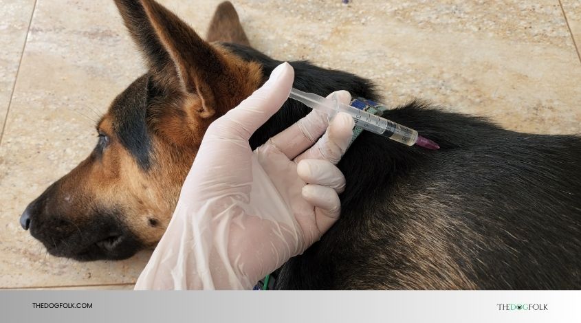 do's and don'ts after dog vaccination