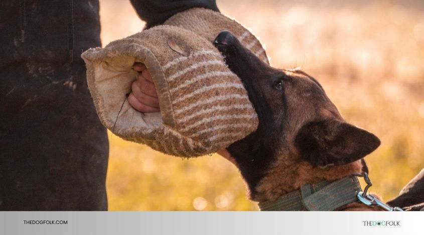 how can i train my dog not to bite