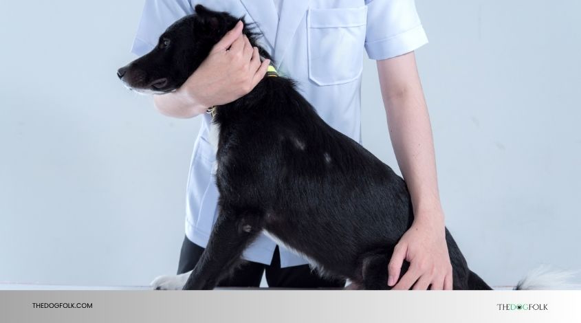 how do i get my dog vaccination records online