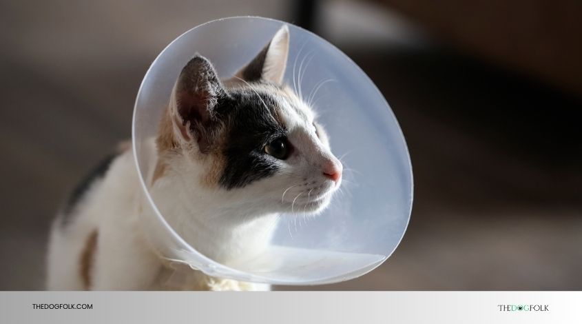 how long after neutering does behavior change dog