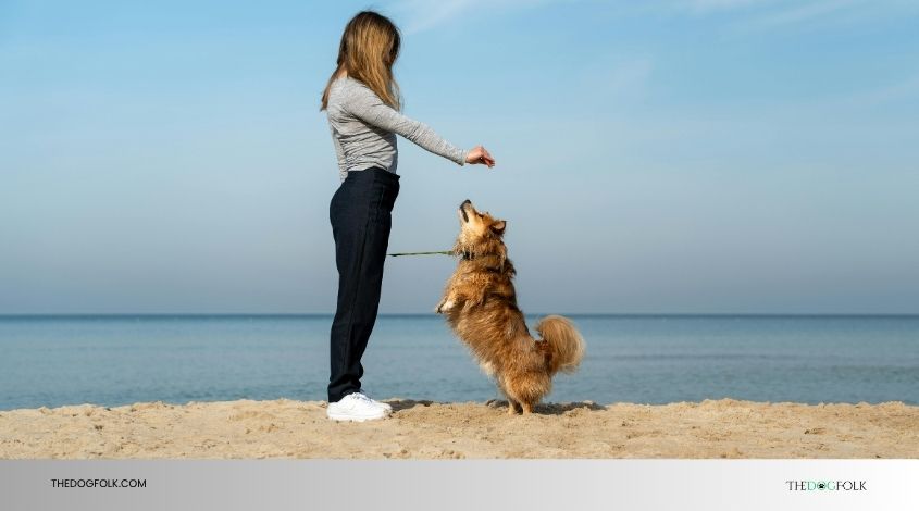 how long does it take to train a dog