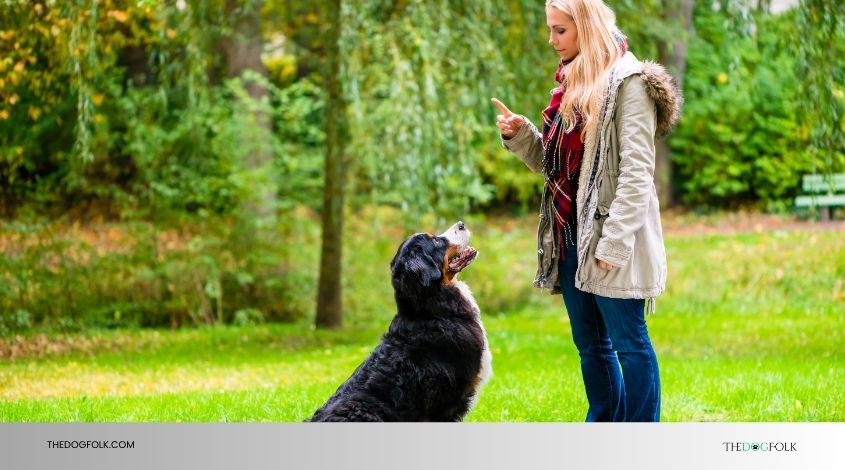 how long does it take to train a service dog