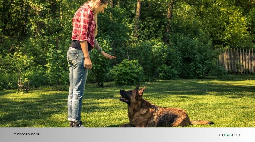 how much does it cost to become a dog trainer