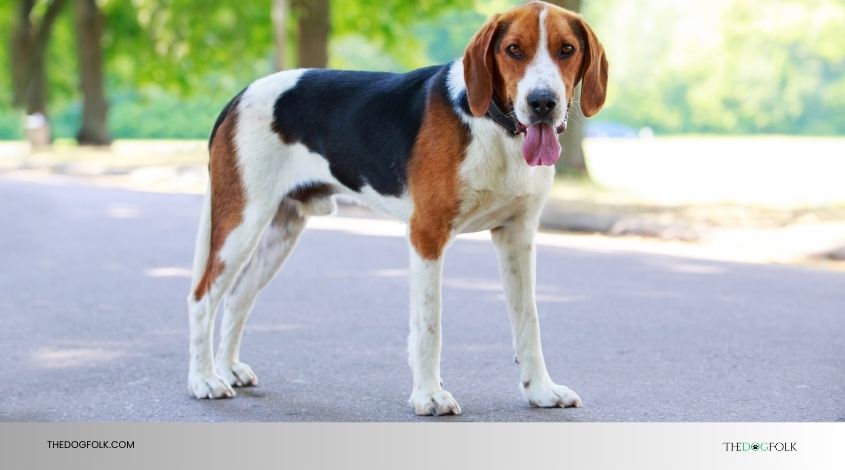 how much more will a dog breed increase insurance