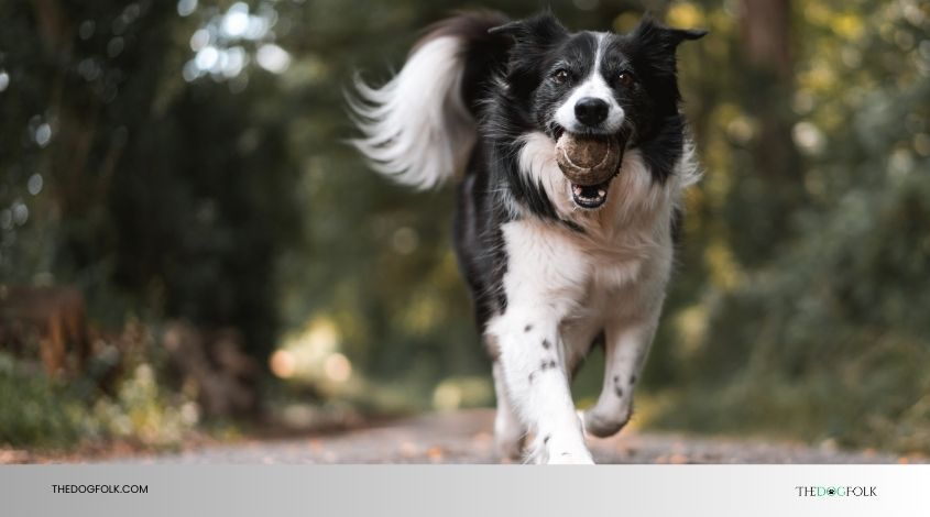 how old for dogs to breed