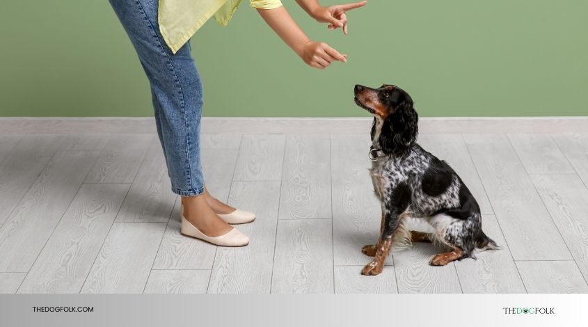 how old should a female dog be to breed