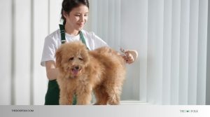 Photo inspiration: Visual Reference: How Much Should You Tip Dog Groomer A Tipping Guide