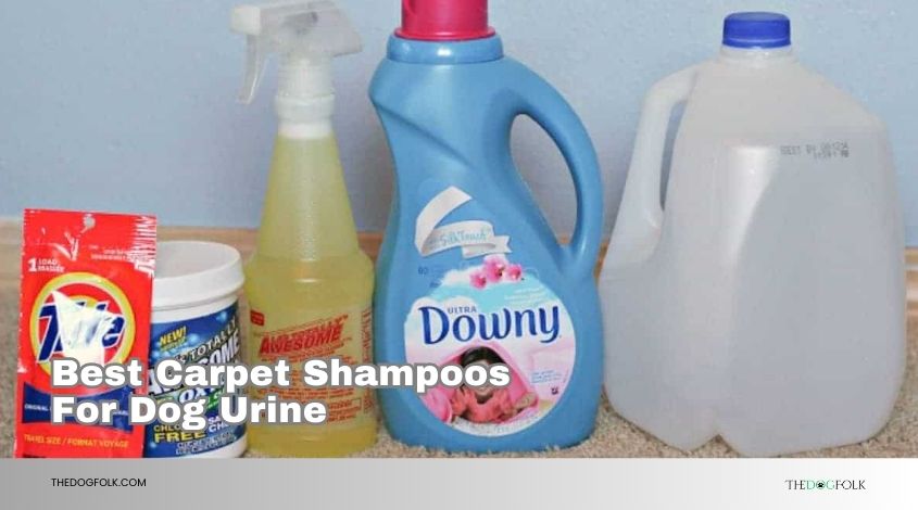 best carpet shampoos for dog urine