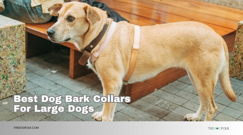 best dog bark collars for large dogs