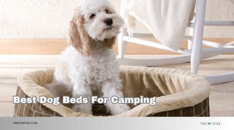 10 Best Dog Beds For Camping – Top Picks Of 2026 - TheDogFolk