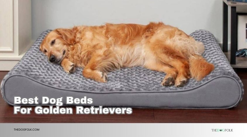 best dog beds for golden retrievers