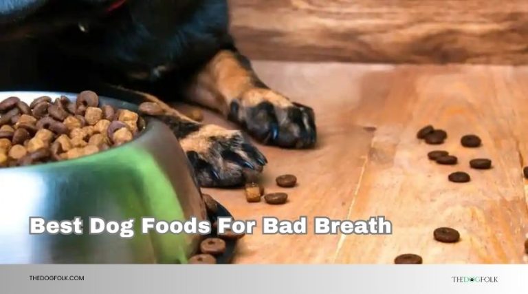 Top 10 Best Dog Foods For Bad Breath 2026, According to Experts