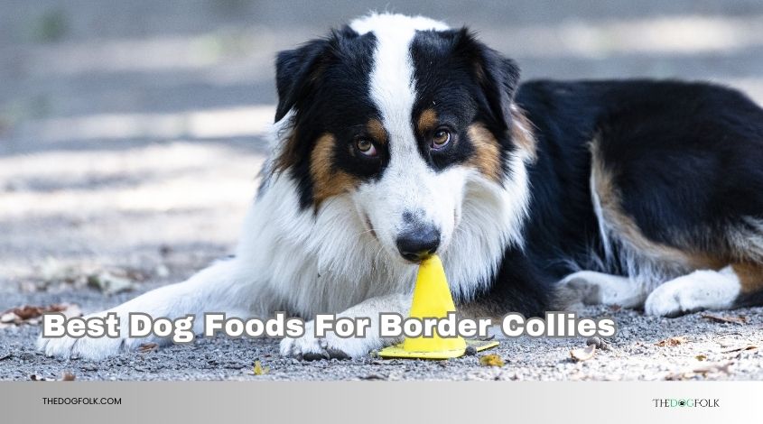 best dog foods for border collies