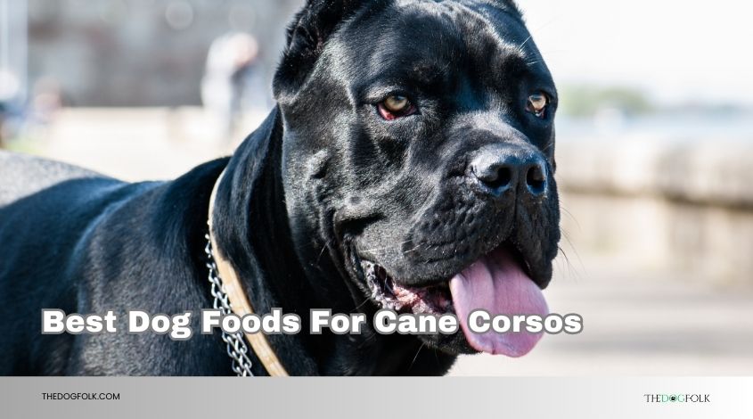 best dog foods for cane corsos