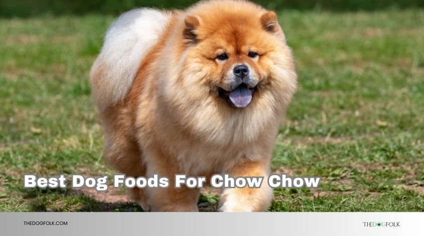 best dog foods for chow chow