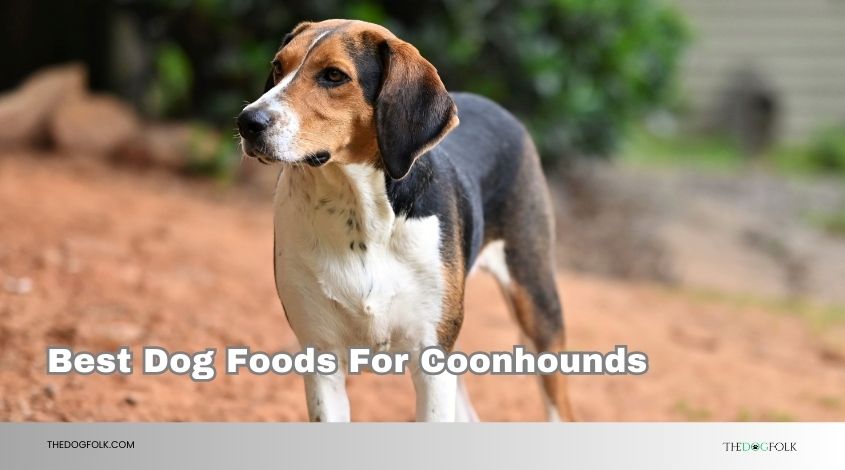 best dog foods for coonhounds