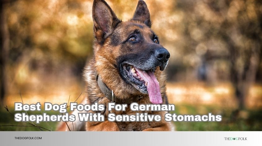 best dog foods for german shepherds with sensitive stomachs
