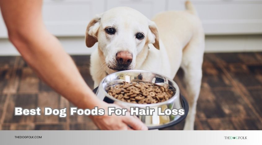 best dog foods for hair loss