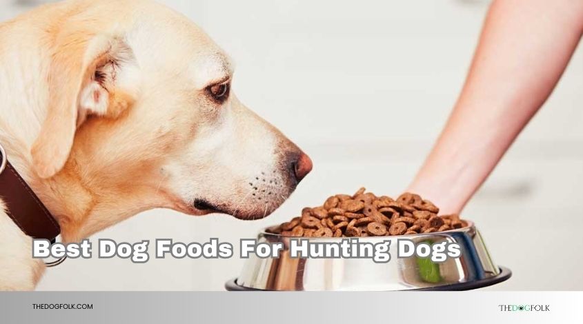 best dog foods for hunting dogs