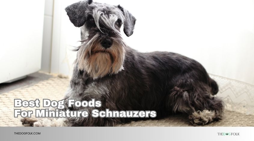 best dog foods for miniature schnauzers