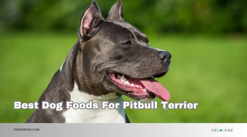 best dog foods for pitbull terrier