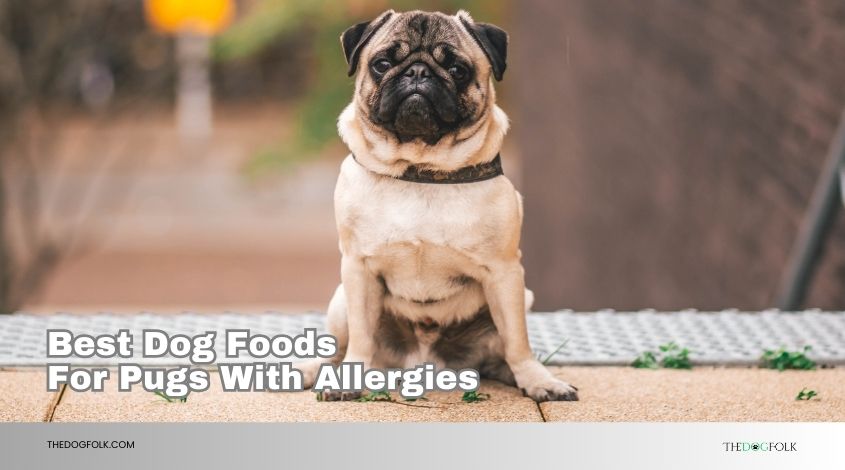 best dog foods for pugs with allergies