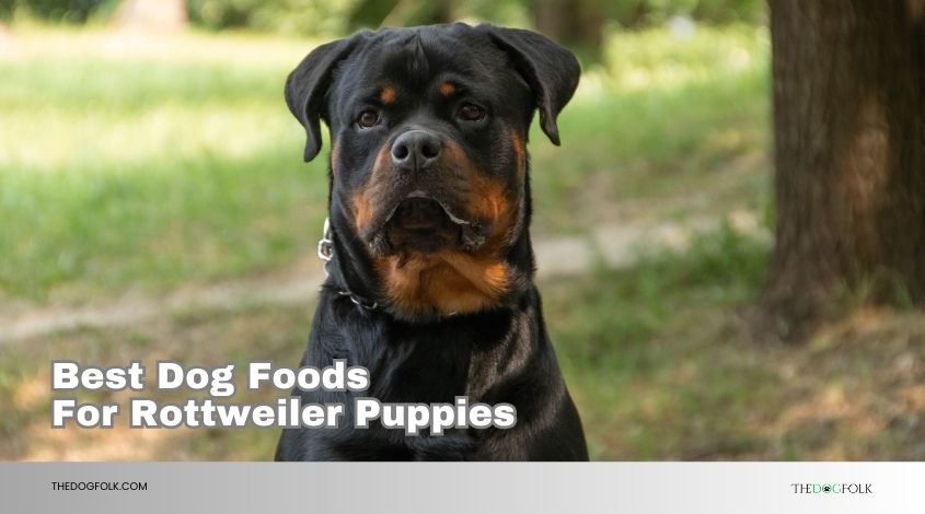 best dog foods for rottweiler puppies