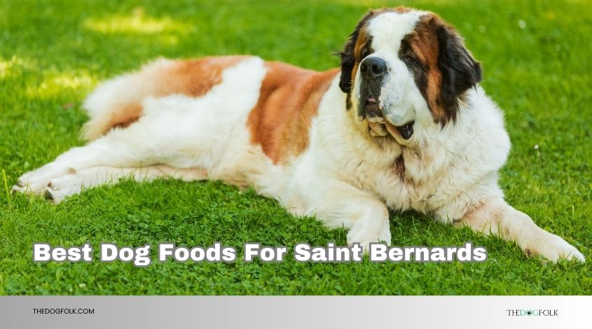 best dog foods for saint bernards