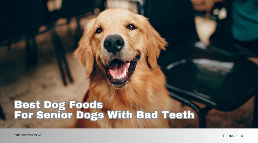 best dog foods for senior dogs with bad teeth