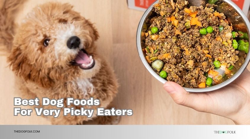 best dog foods for very picky eaters