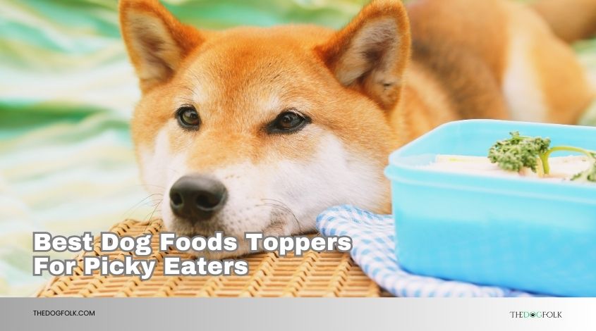 best dog foods toppers for picky eaters