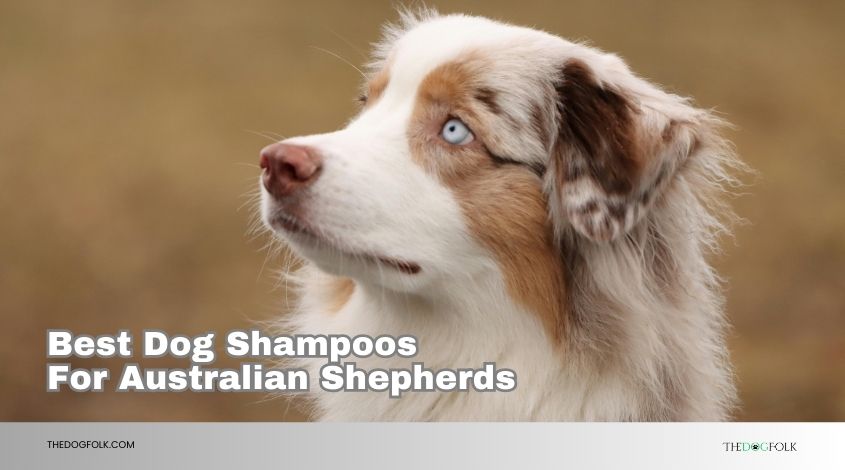 best dog shampoos for australian shepherds