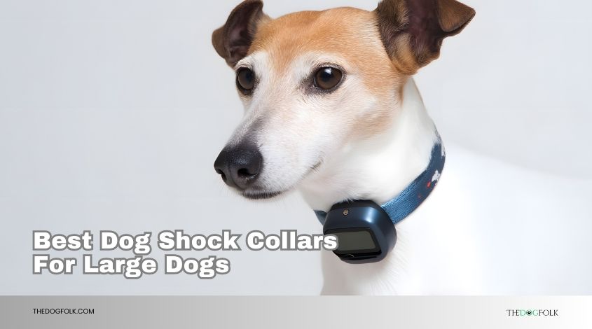 best dog shock collars for large dogs