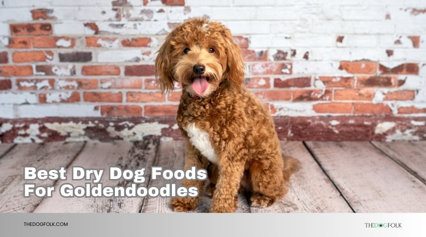 best dry dog foods for goldendoodles