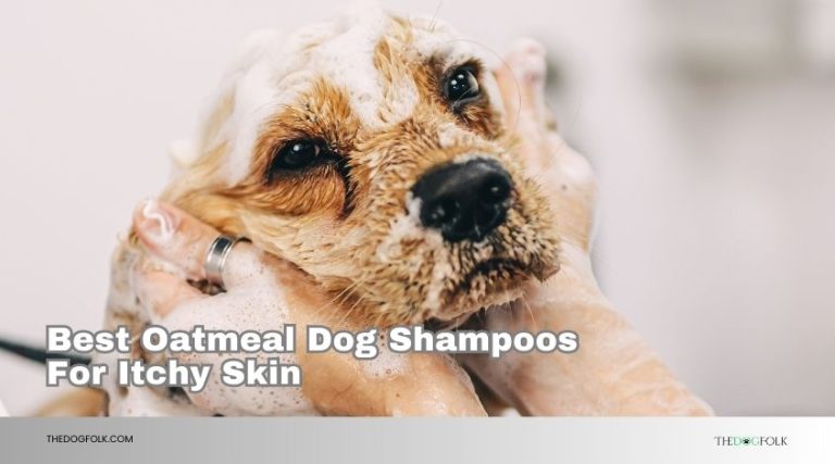 The 10 Best Oatmeal Dog Shampoos For Itchy Skin Of 2026, Tested by ... - Dog Shampoos For Itchy Skin From Human Contact